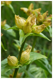 Gentiana punctata