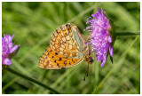 Argynnis niobe 