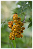 Sorbus aucuparia