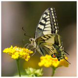 Papilio hospiton  