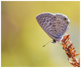 Leptotes pirithous  