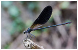 Calopteryx haemorrhoidalis (m)