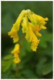 Corydalis lutea