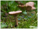 Lactarius glyciosmus 