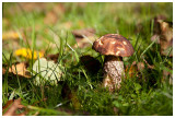 Leccinum scabrum  