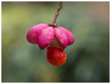 Spindle-tree