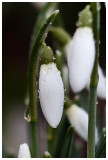 Galanthus nivalis  