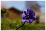 Anemone coronaria