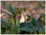 Symphytum tuberosum  