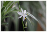 Chlorophytum