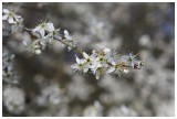 Prunus spinosa 