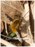 Bombylius major