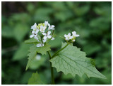 Alliaria petiolata 