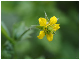 Geum urbanum 