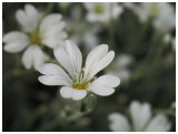 Cerastium fontanum subsp. vulgare  