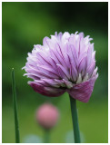 Allium schoenoprasum  