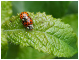 Harmonia axyridis 