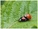 Harmonia axyridis