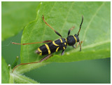 Clytus arietis 