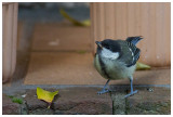 Great Tit  (juv.)