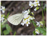 Pieris napi