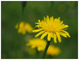 Crepis biennis