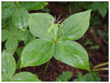 Paris quadrifolia