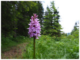 Dactylorhiza fuchsii