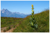 Gentiana lutea
