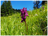 Dactylorhiza majalis subsp. alpestris