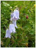 Campanula barbata