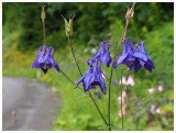 Aquilegia vulgaris