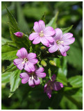 Epilobium montanum