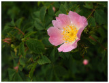 Rosa gallica