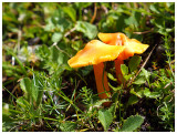 Hygrocybe