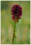 Phlogophora meticulosa on Sanguisorba officinalis
