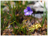 Pinguicula vulgaris