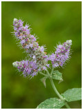 Mentha suaveolens