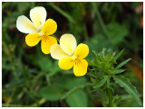 Viola lutea