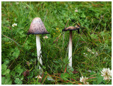 Coprinus comatus 