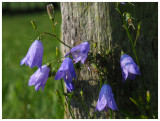 Campanula rotundifolia  