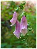 Digitalis pupurea   