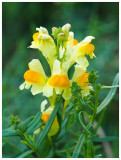 Linaria vulgaris  
