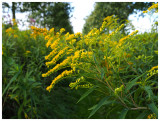 Solidago canadensis
