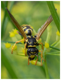 Polistes dominulus