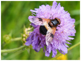 Volucella pellucens