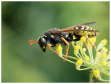 Polistes dominulus 