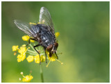 Calliphora vomitoria