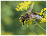 Eristalis tenax
