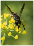 Odynerus spinipes  